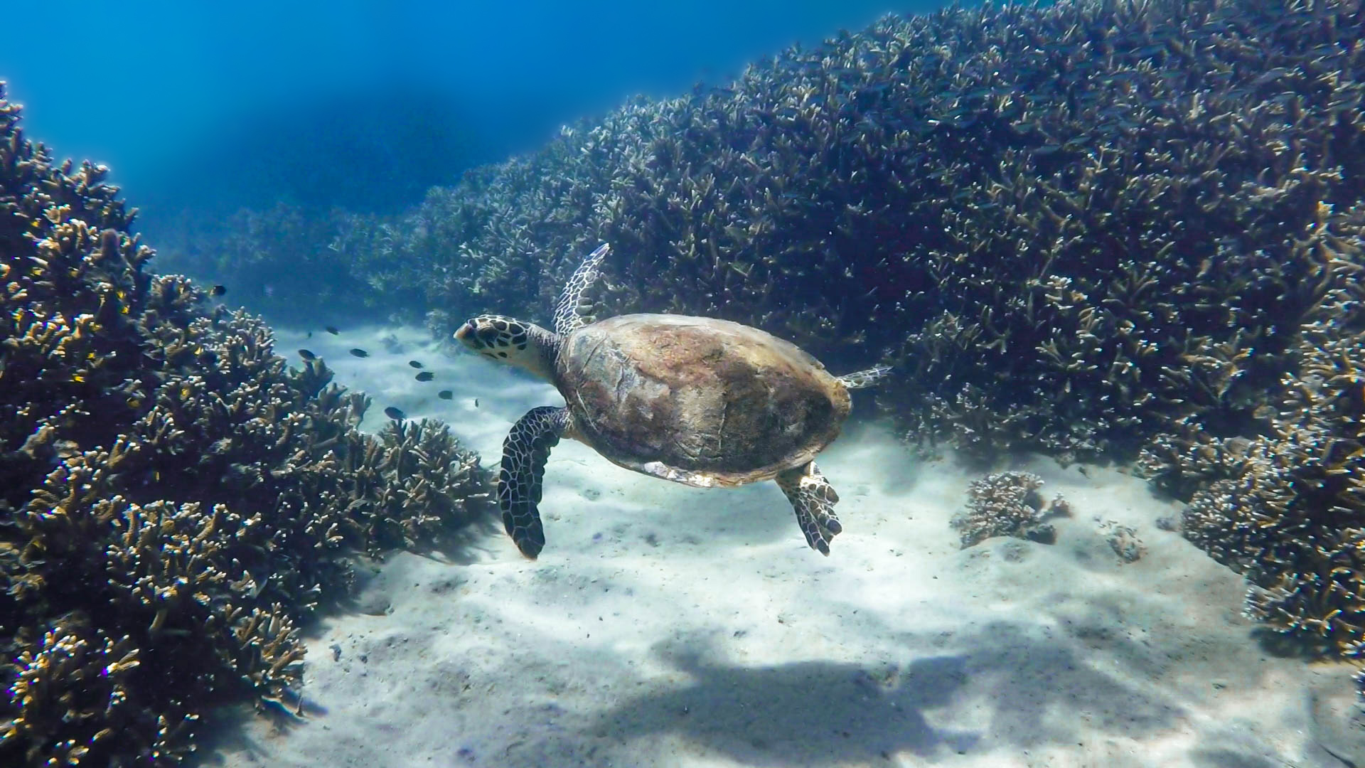 Great Keppel Island